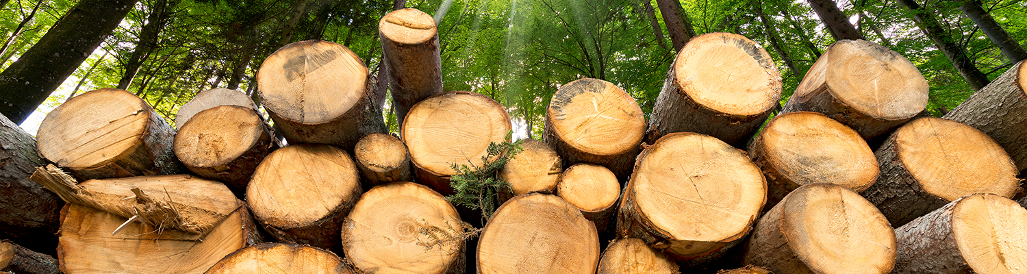 Trunks of trees cut and stacked in the foreground, green forest in the background with sun rays