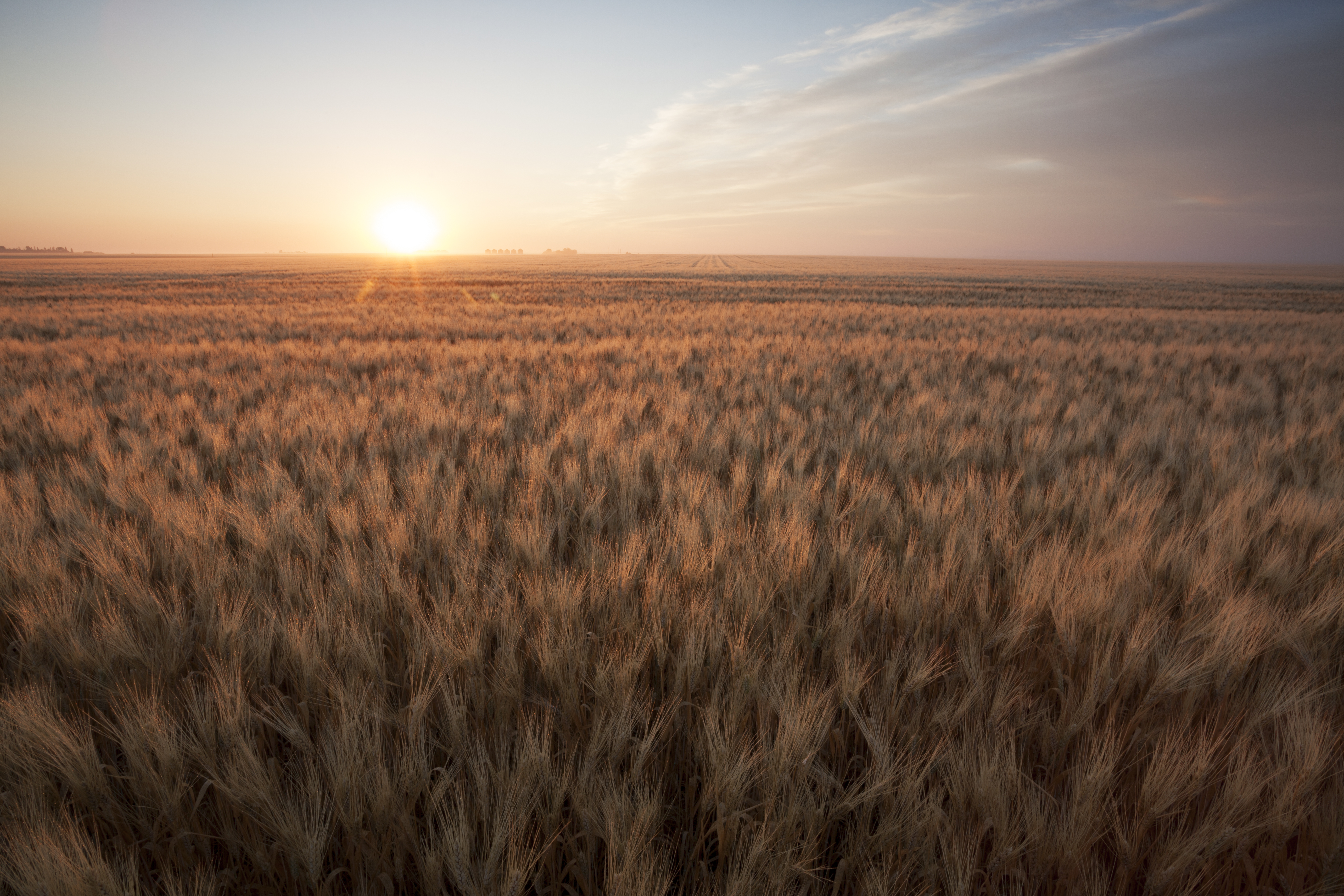 Sunrise on a summer wheat field, Saskatchewan, Canada.