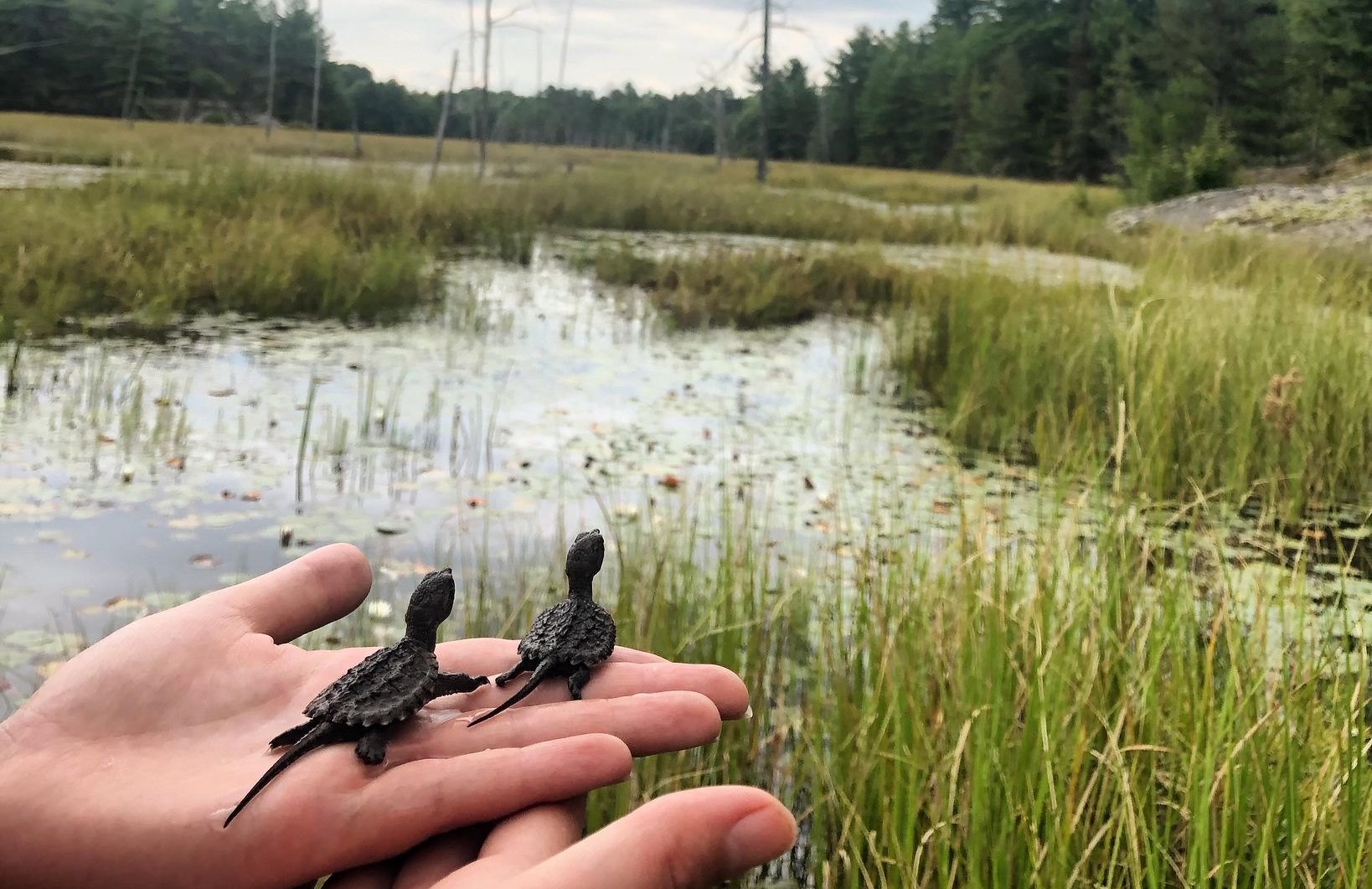 Image of two baby turtles sitting in someone’s hand while looking up at the wetlands near them 