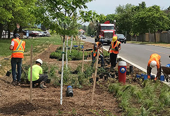 A group of construction workers busy in a garden, planting trees and grasses above the completed stormwater trench, adjacent to the road