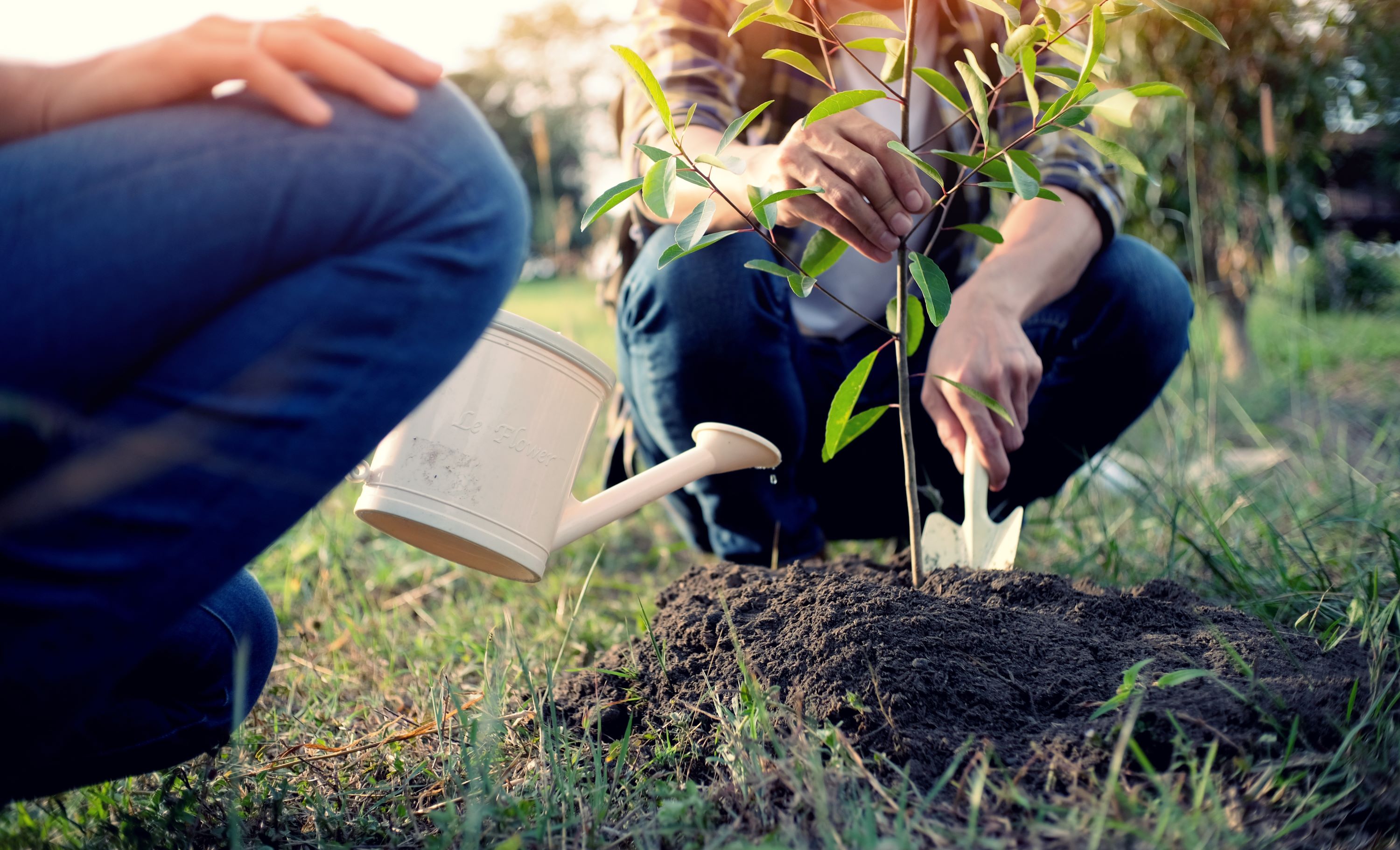 Two people planting a tree.