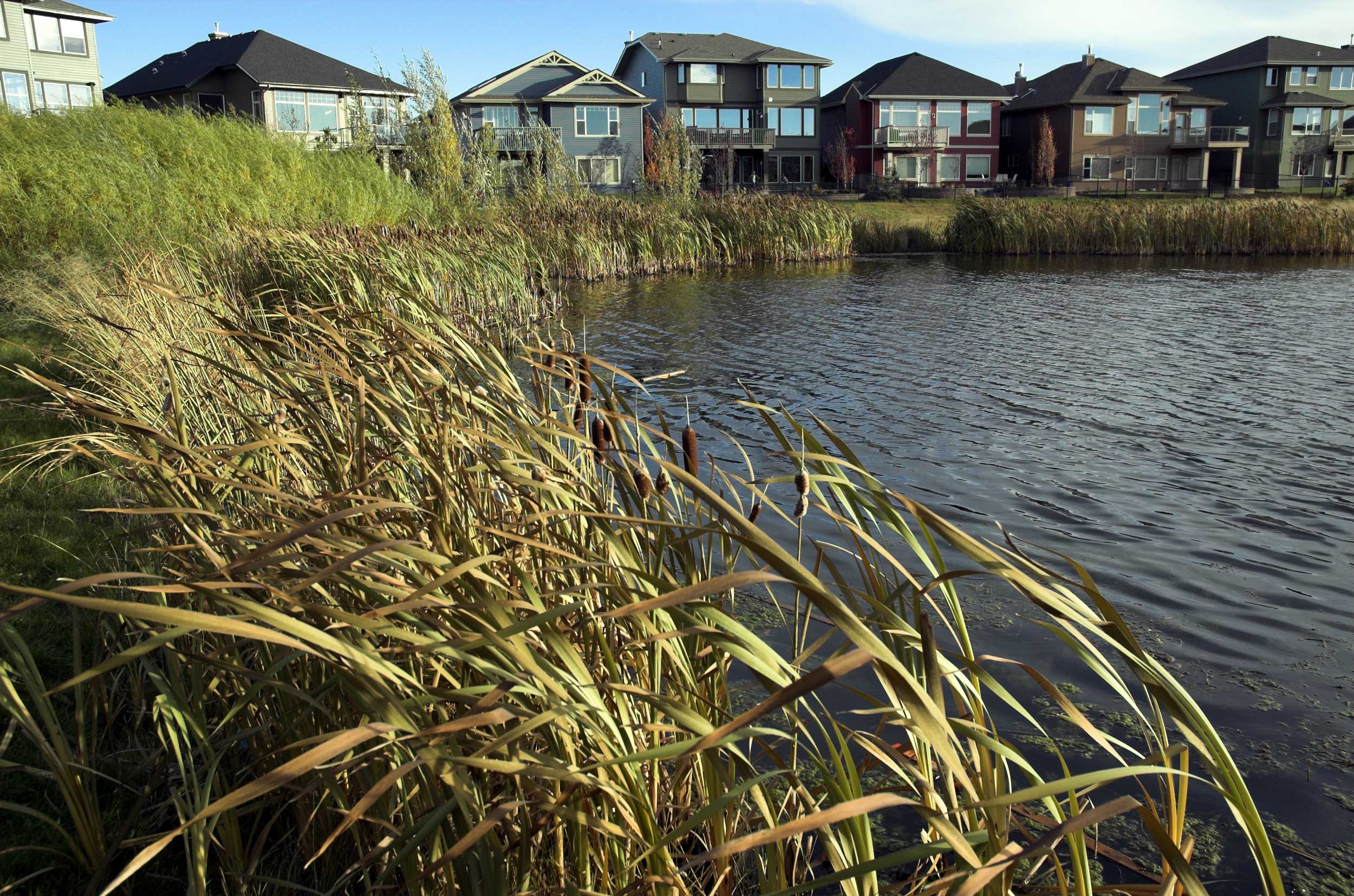 Low angle view of a built pond and reeds in a suburb.