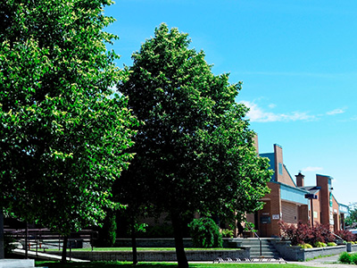 Side view of a red brick building behind two large green trees, grass, steps, and landscaping.