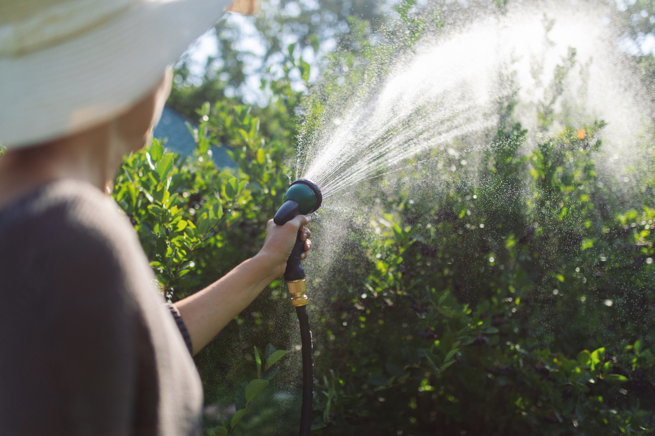 Back view of a woman watering young trees on a sunny day. 