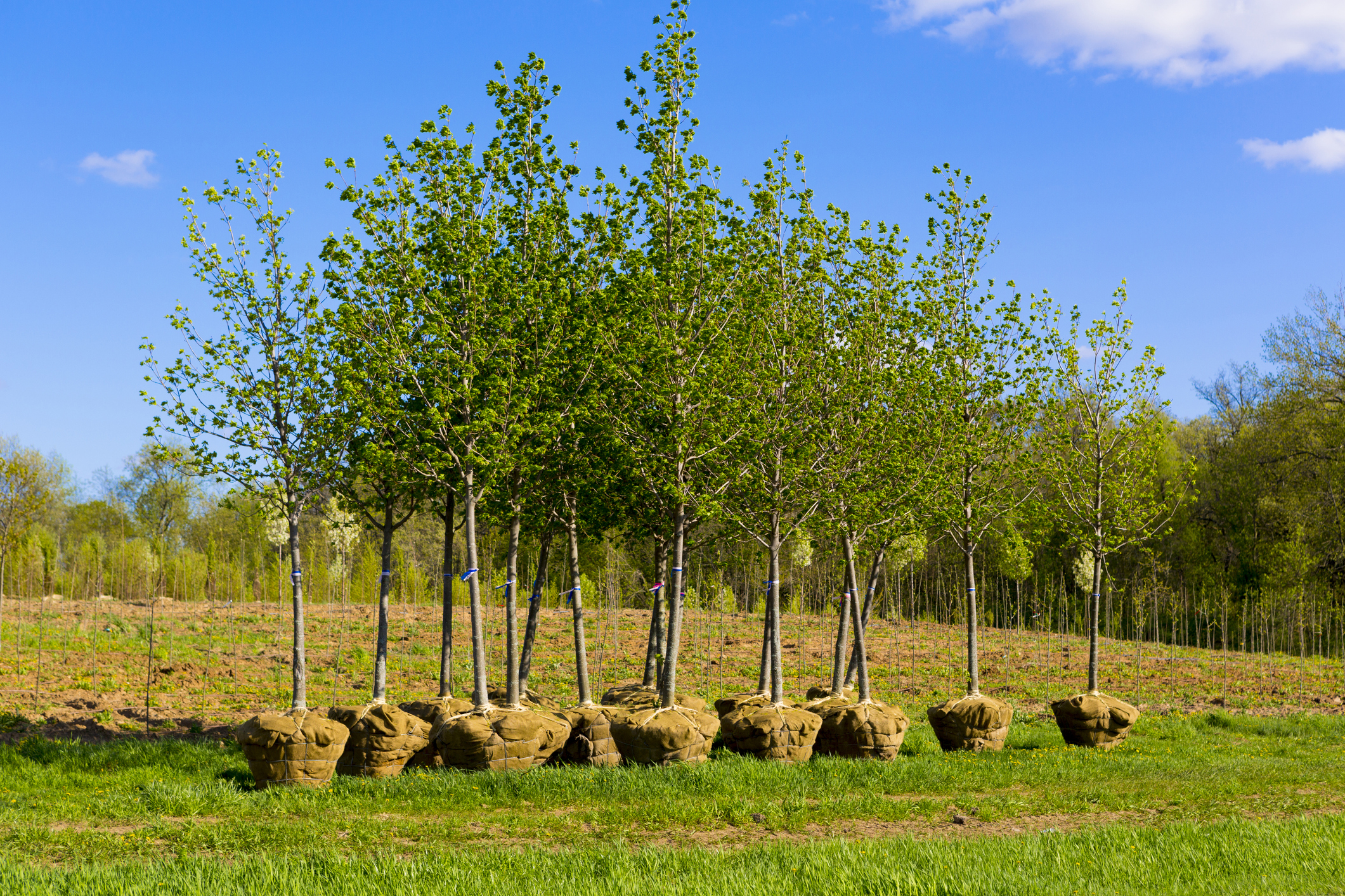 Burlap trees ready to be planted.