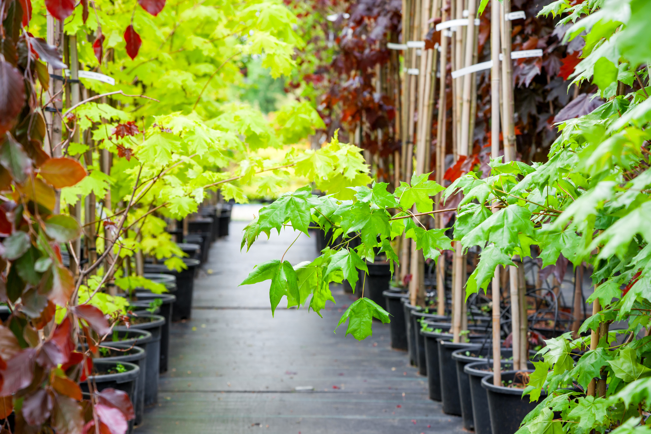 Young maple trees in plant nursery.