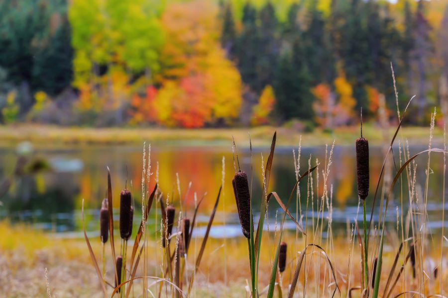 Cattails by water set against autumn background of trees changing colour.