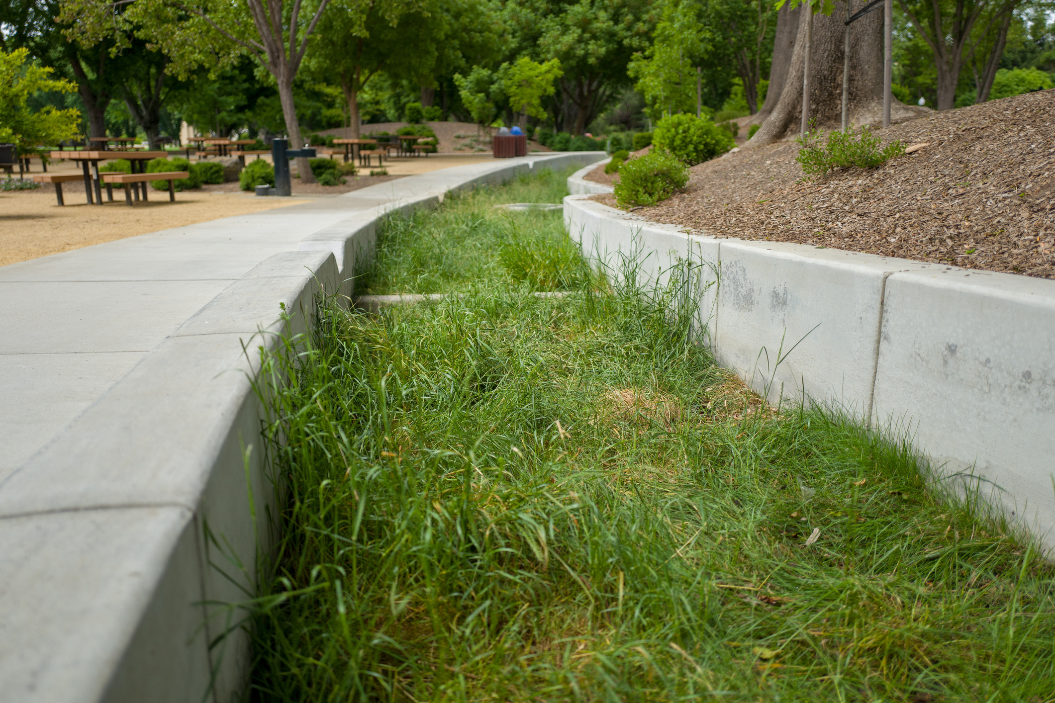 bioswale beside park path