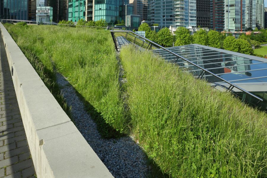 Green roof on urban building surrounded by skyscrapers