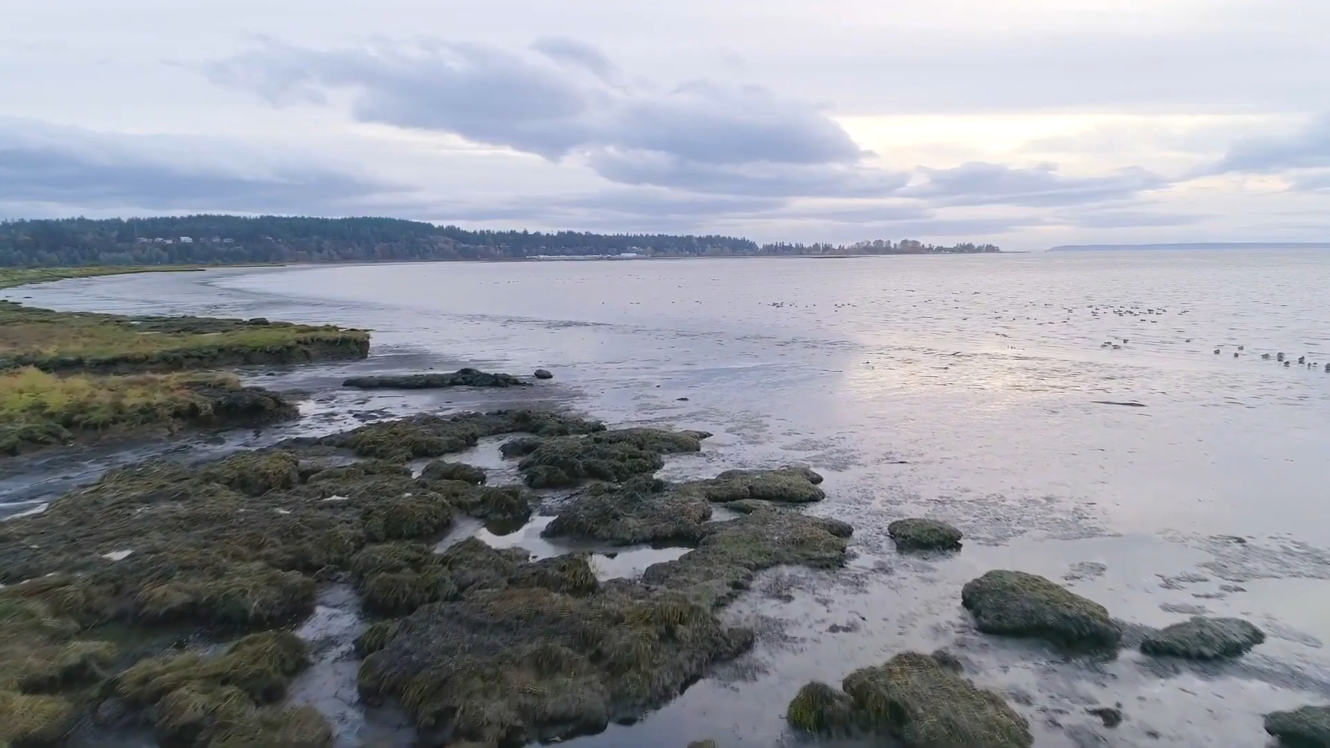 Shoreline view of Mud Bay in Surrey