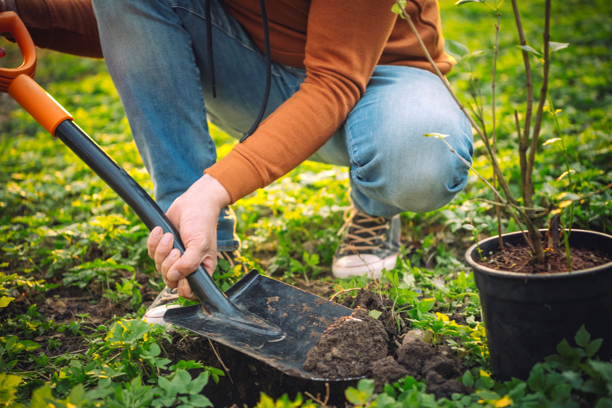 A community member is planting trees in the park.