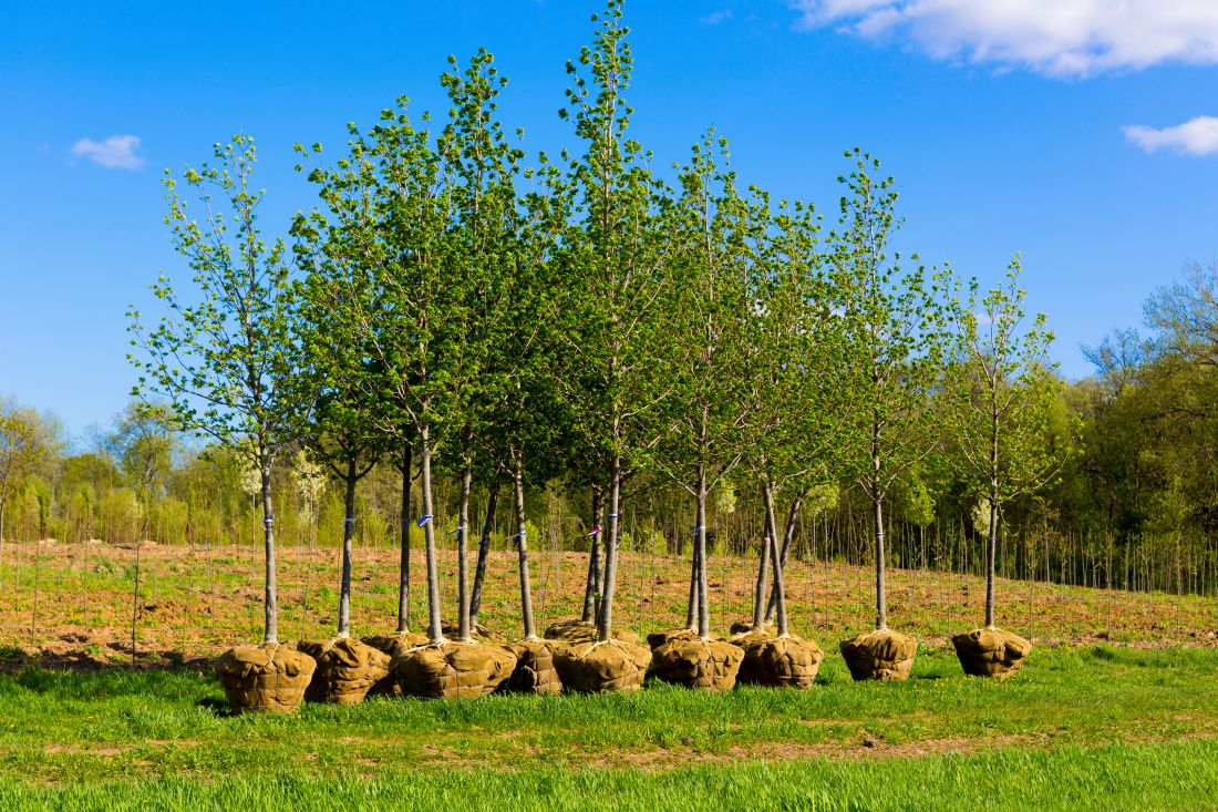 burlap-wrapped trees for planting