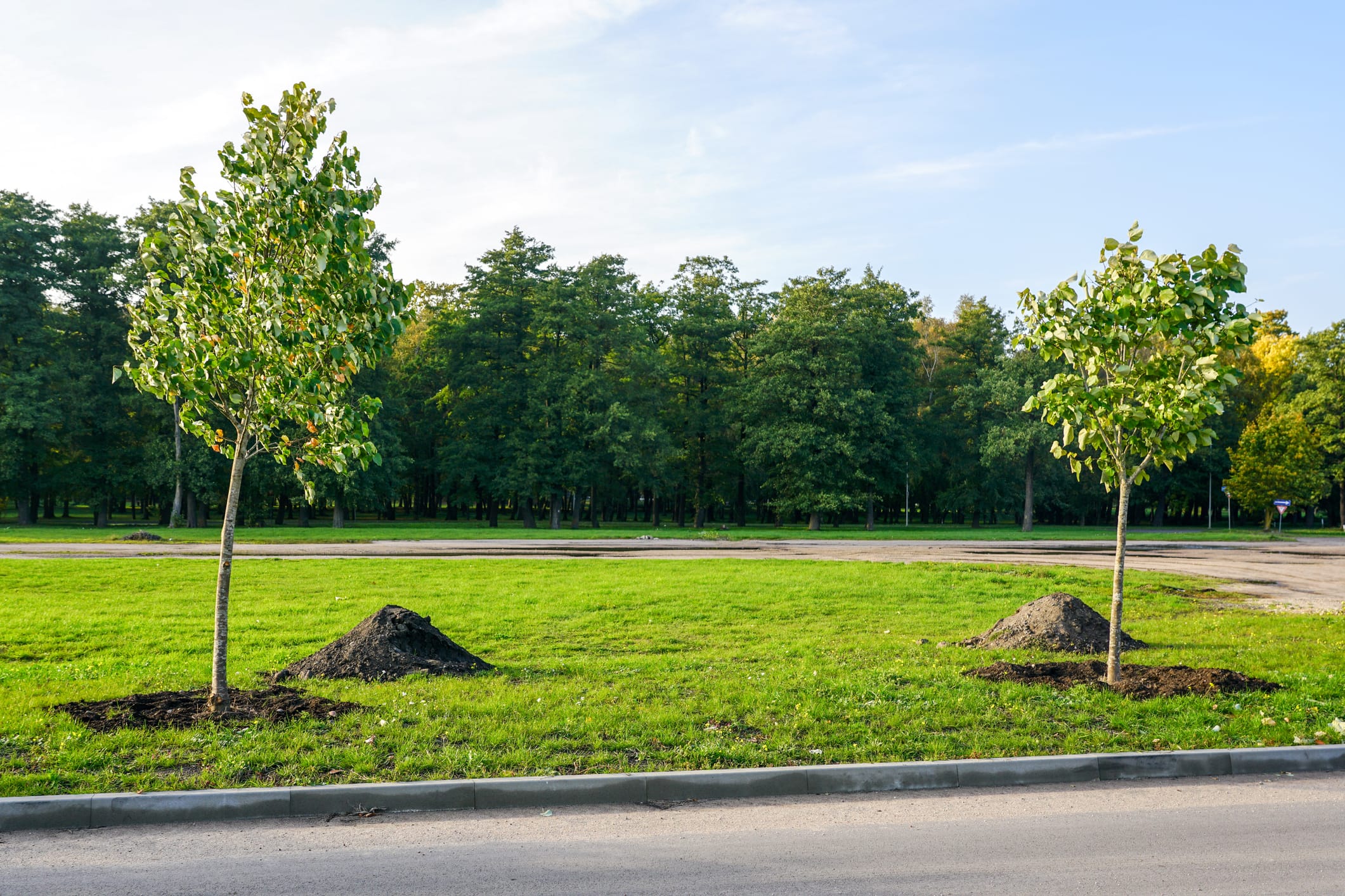 Two newly planted trees near a road.
