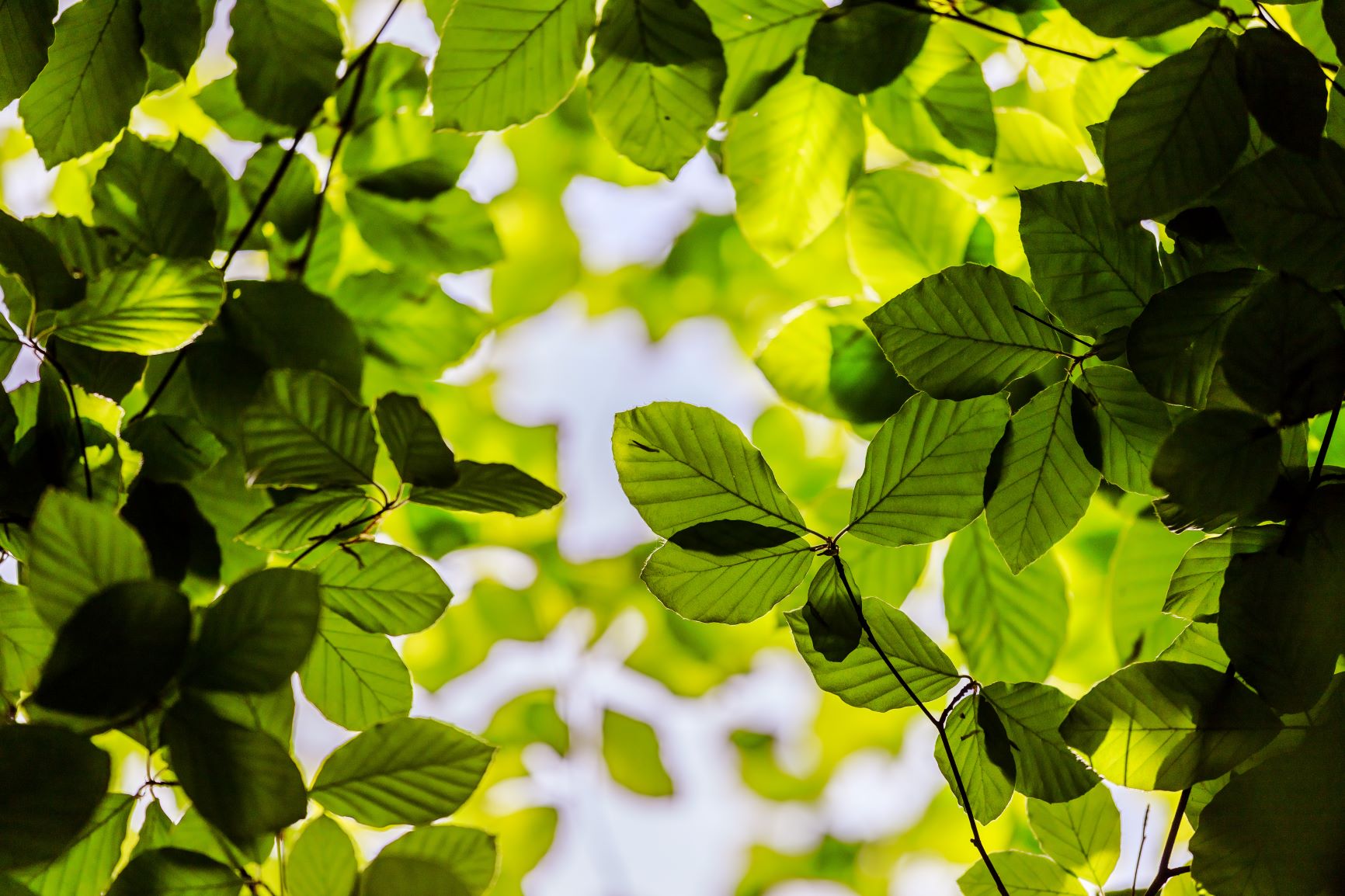 Close up of tree leaves.