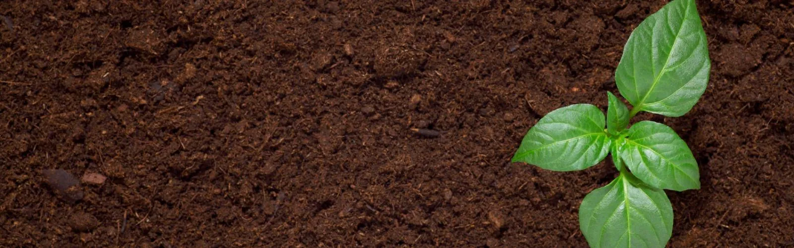 Plant growing in brown soil