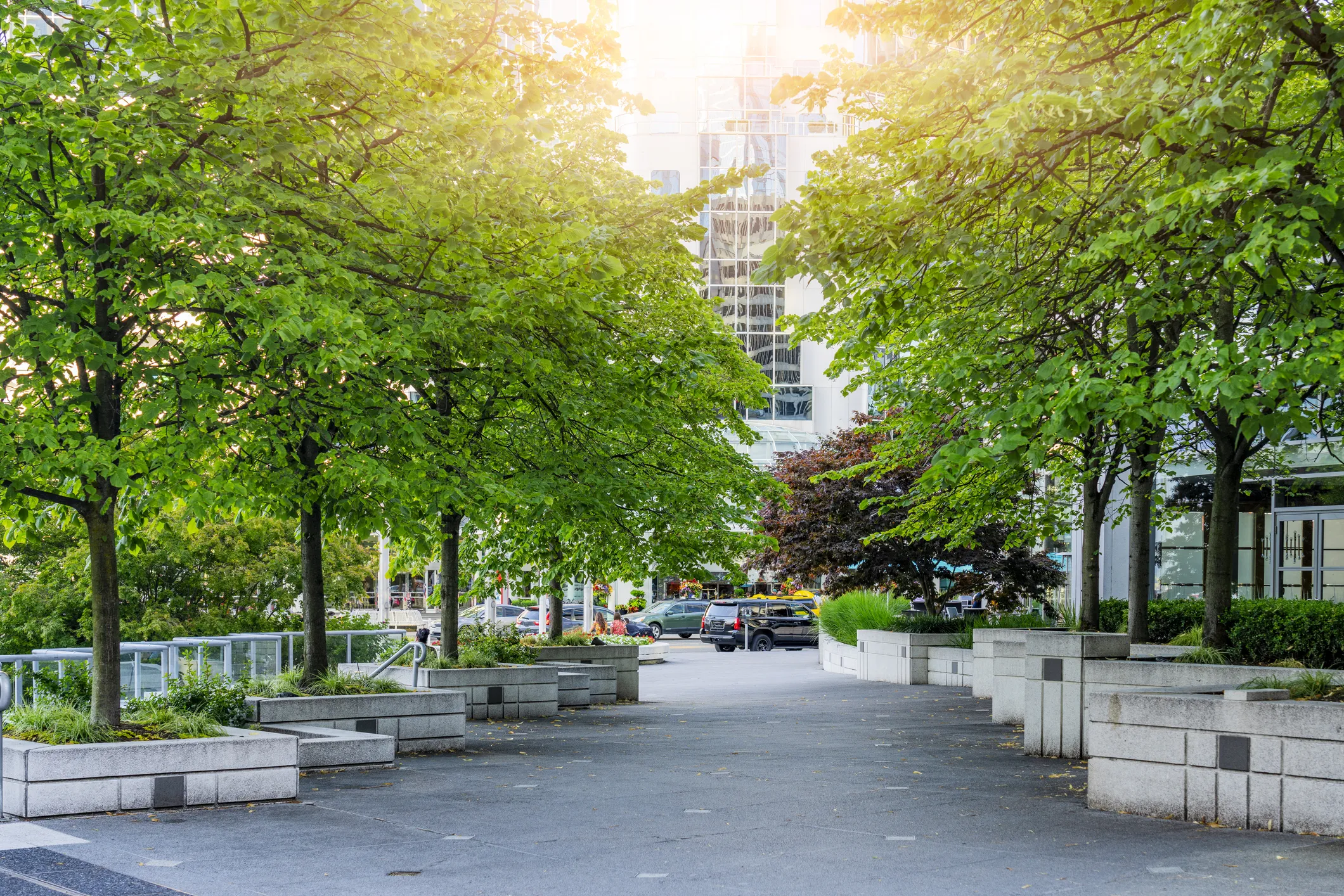 Several trees lining a sidewalk in Vancouver, BC
