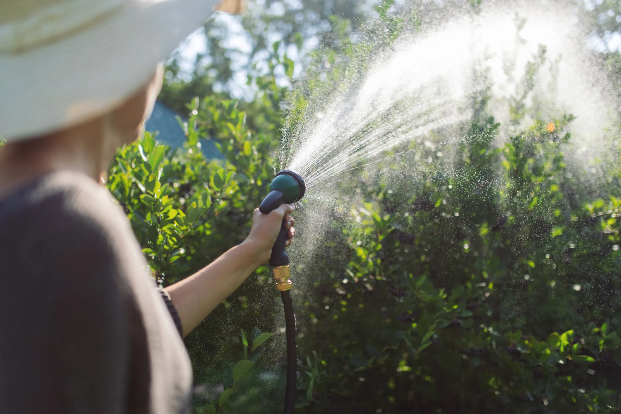 Back view of a woman watering young trees on a sunny day.&nbsp;