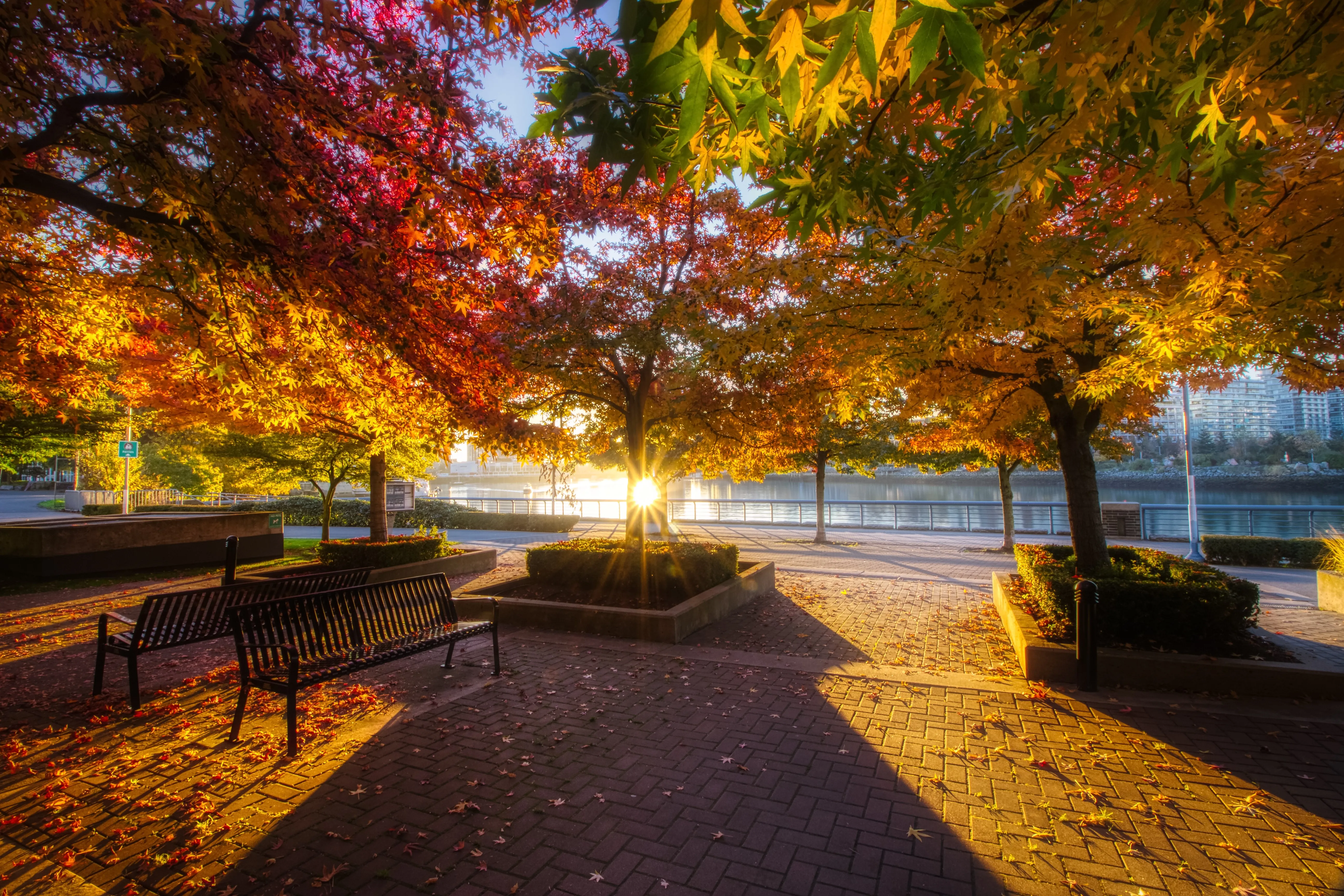 Colourful autumn morning in a park