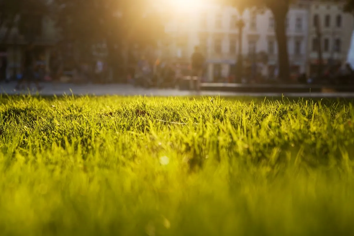 close up of grass in front of cityscape