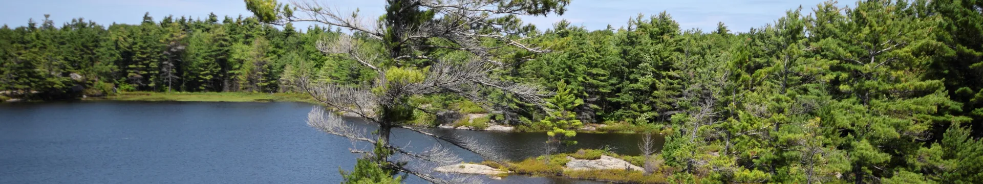 Lake and forest, Georgian Bay, ON