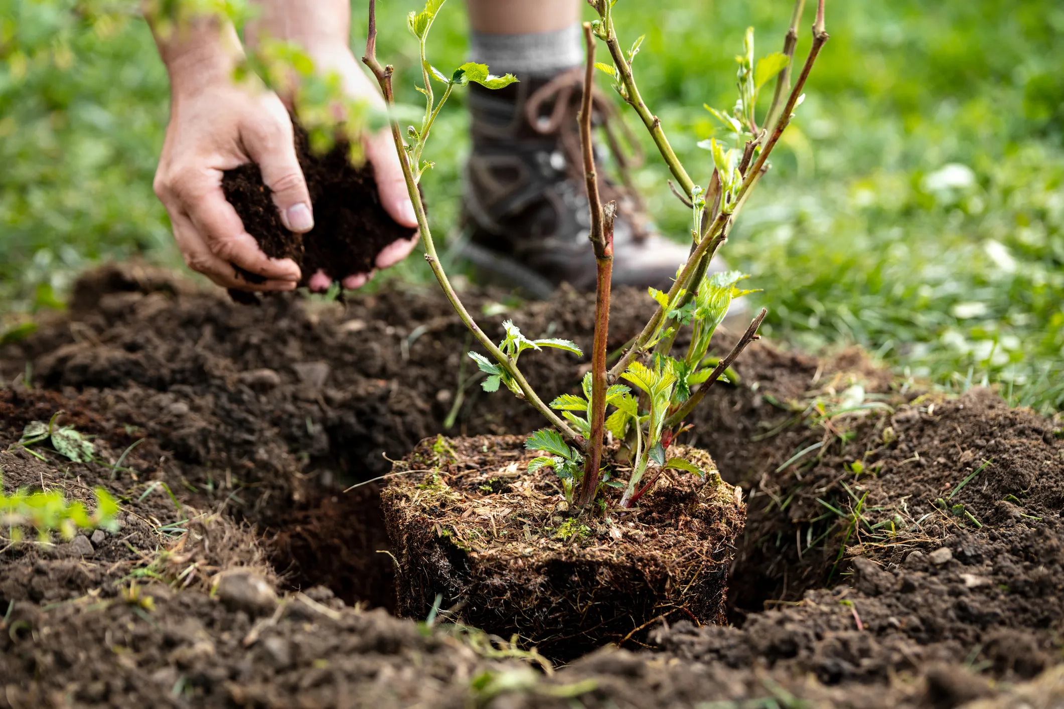 A person carefully planting a young tree sapling in soil. 