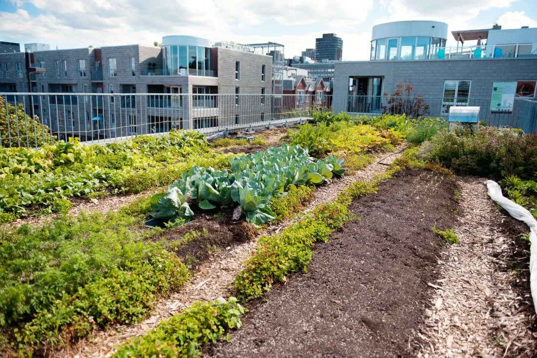 green roof garden Montreal