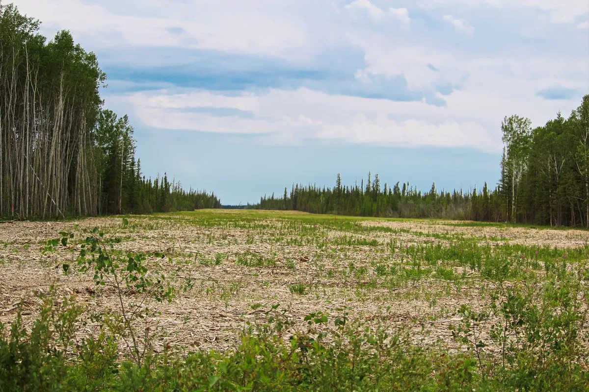 Wide firebreak cutting through forested area.