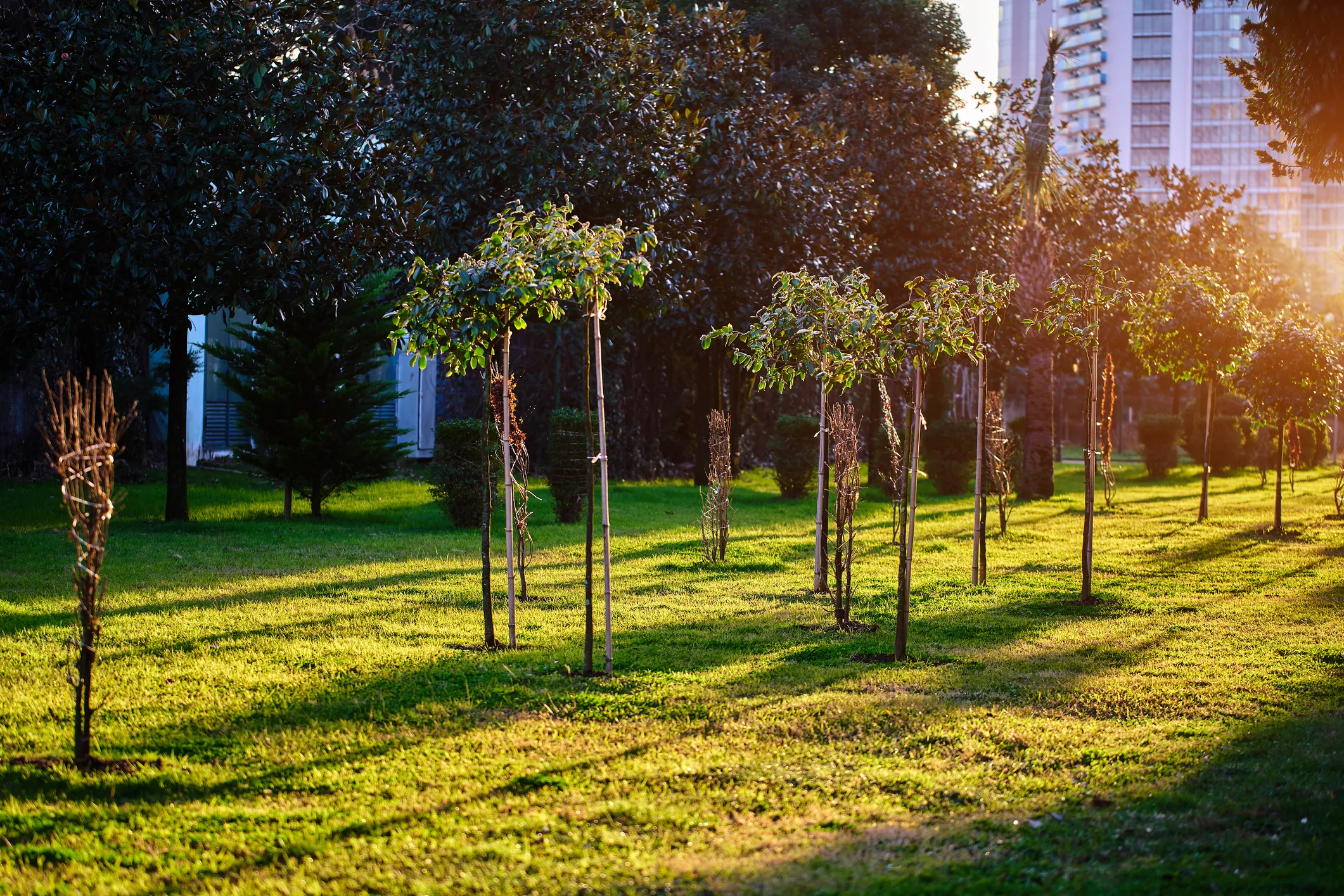 Row of young trees in a park during sunset.